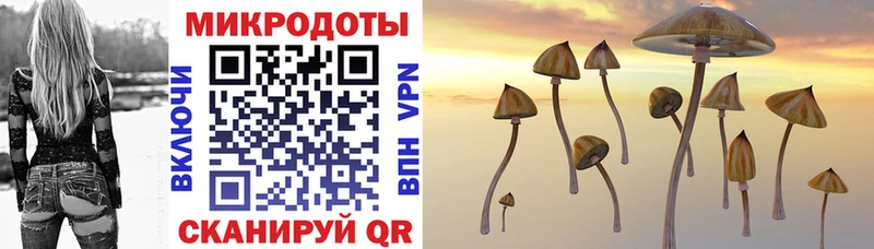 Псилоцибиновые грибы Psilocybe  Купить где  Карасук 